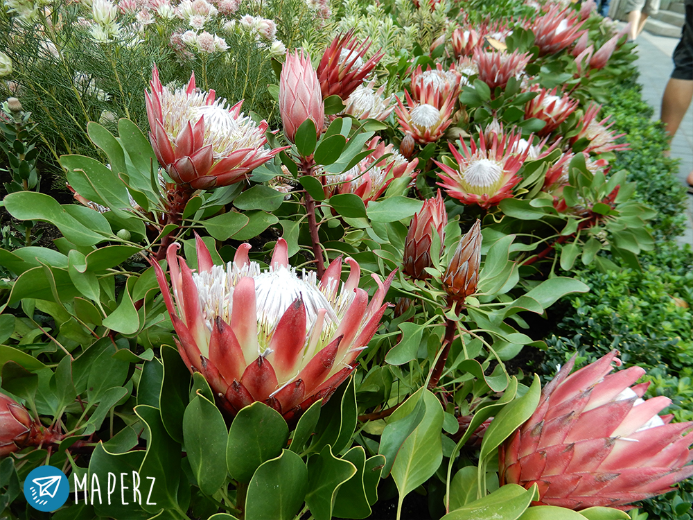 flowers-dome-gardens-by-the-bay-singapur-03