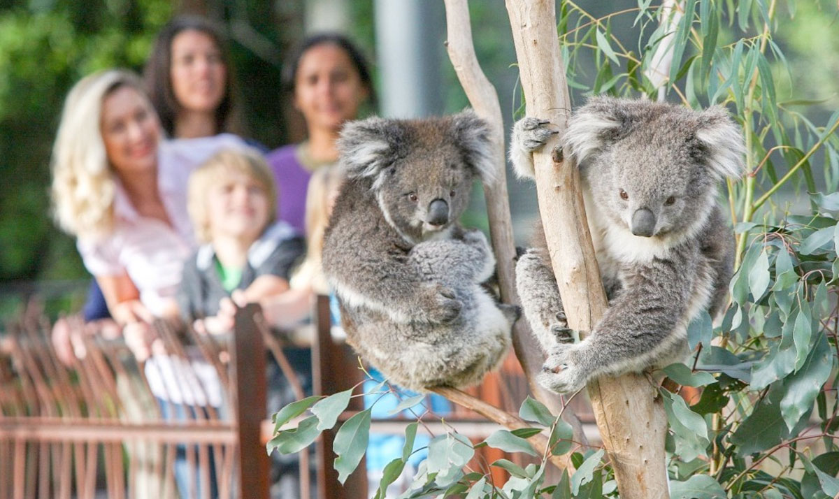 Los 8 Mejores Zoológicos De Melbourne Para Interactuar Con Animales ...